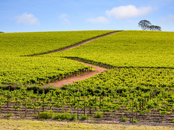 Vineyard in South Australia